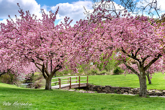 Cherry Blossoms