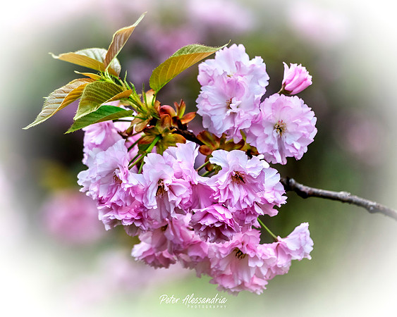 Cherry Blossoms