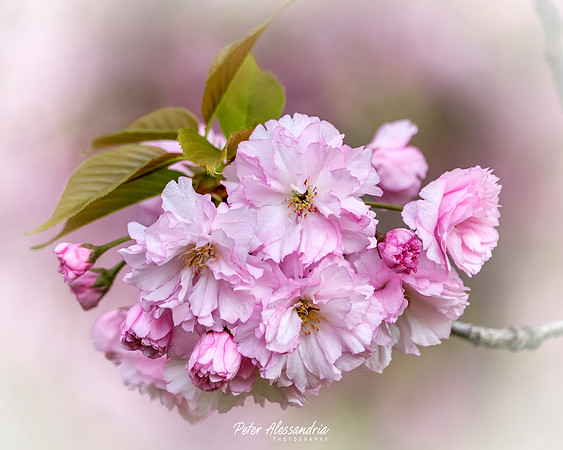 Cherry Blossoms