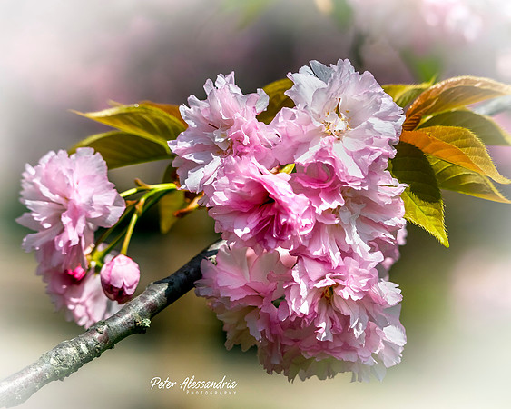 Cherry Blossoms