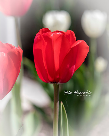 Tulips