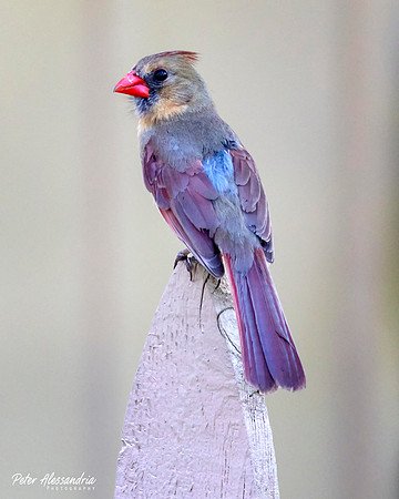 Cardinal