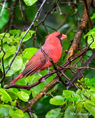 Cardinal