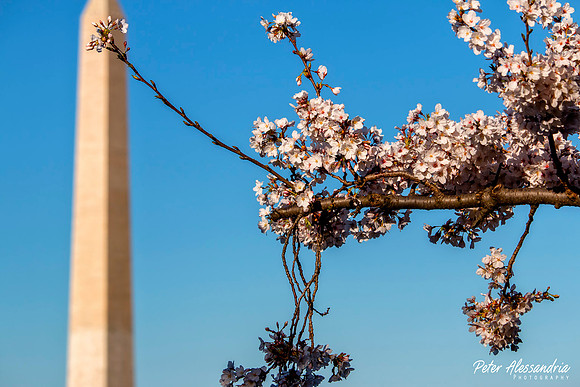 Washington DC Cherry Blossoms