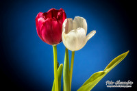 IMG_9760