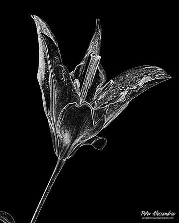 IMG_0956_WB