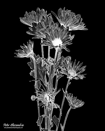 IMG_1039_WB