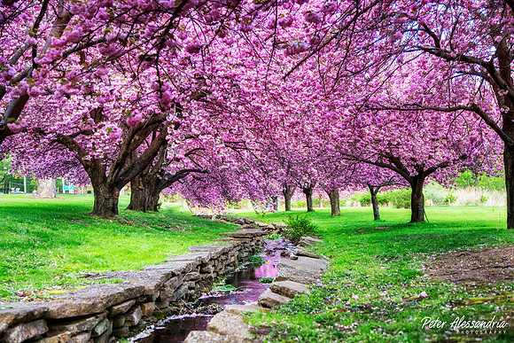Cherry Blossom Trees