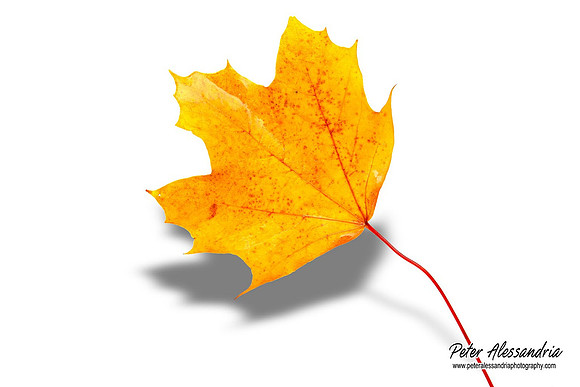 Fall Leaves foliage colors