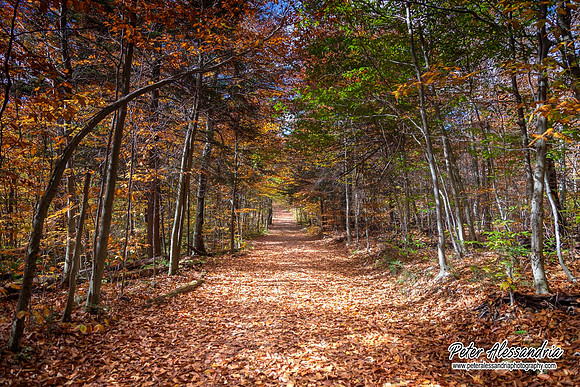 Ricketts Glen Waterfalls