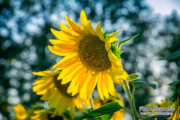 sunflower