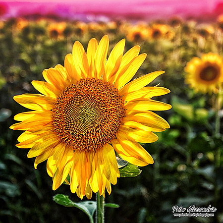 Sunflower photos Newton new jersey