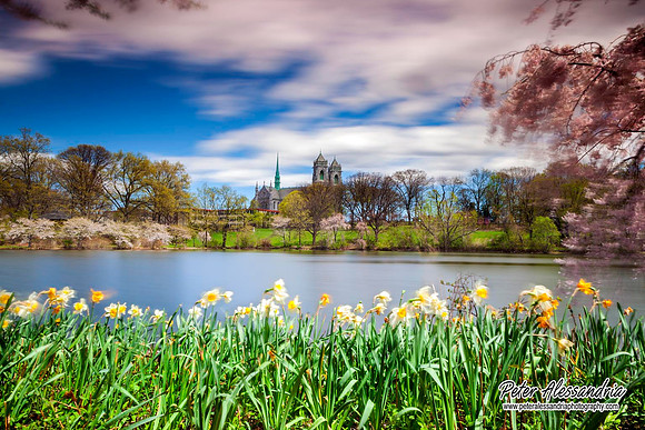 Cherry Blossoms