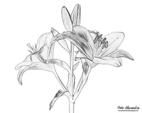IMG_1044_BW