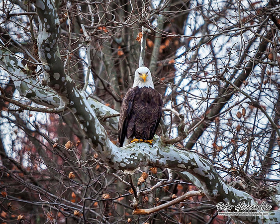 IMG_1133