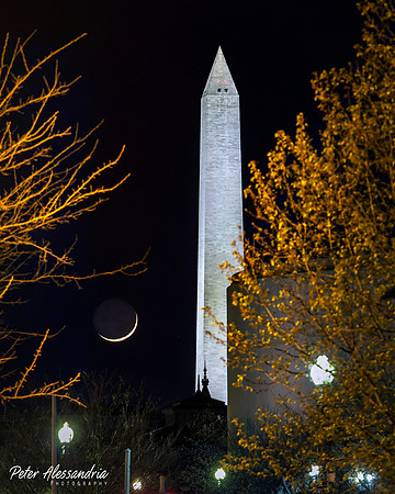 Washington DC Cherry Blossoms